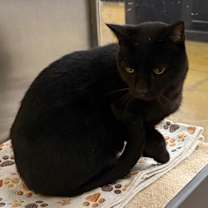 Thumbnail photo of GiGi #4