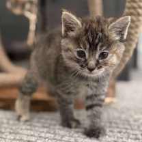 Thumbnail photo of Wrigley #2