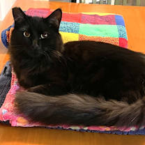 Thumbnail photo of Fozzy Bear #3