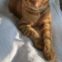 Thumbnail photo of Maverick - CL #1