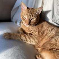 Thumbnail photo of Maverick - CL #3