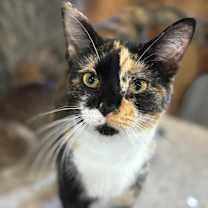 Thumbnail photo of Adoni #1