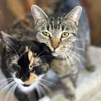 Thumbnail photo of Adoni #2