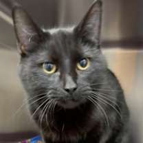 Thumbnail photo of Capricorn #3