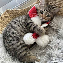 Thumbnail photo of BRENLEIGH-check out my siblings FINLEY and HENLEY #1