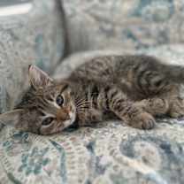 Thumbnail photo of BRENLEIGH-check out my siblings FINLEY and HENLEY #2