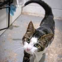 Thumbnail photo of Mellow (FCID# 11/10/2025 - 56 Trainer) #1