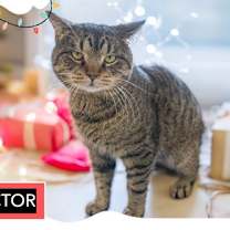 Thumbnail photo of Hector (FCID# 11/10/2025 - 25 Trainer) #1