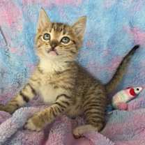 Thumbnail photo of Pumpkin #4