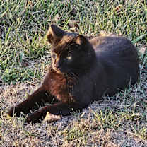 Thumbnail photo of THOR #1