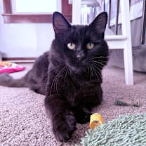 Thumbnail photo of Provolone Dave #1