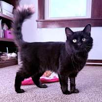 Thumbnail photo of Provolone Dave #2