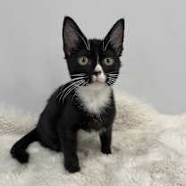 Thumbnail photo of Haku #1