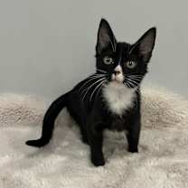 Thumbnail photo of Haku #3