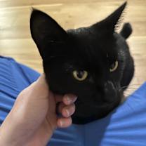 Thumbnail photo of Salem #1