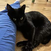 Thumbnail photo of Salem #2