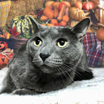 Thumbnail photo of Echo #1