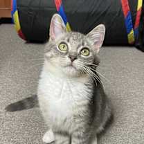 Thumbnail photo of Lyric (with Legend) #1