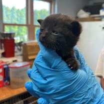 Thumbnail photo of Loch Ness Monster #2