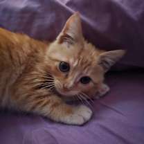 Thumbnail photo of Butters #1