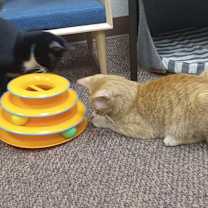 Thumbnail photo of Dexter #4