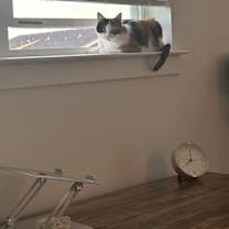 Thumbnail photo of Milka #3