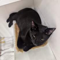 Thumbnail photo of Sonata #3