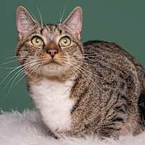 Thumbnail photo of Milo #1