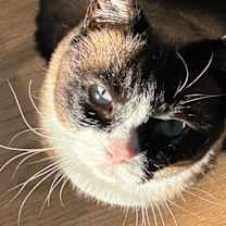 Thumbnail photo of Poppy #1