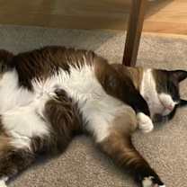 Thumbnail photo of Poppy #2