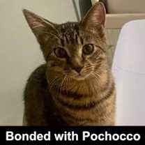 Thumbnail photo of Khajitt #1