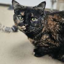 Thumbnail photo of Chai #1