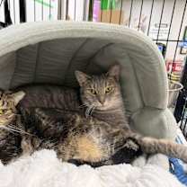 Thumbnail photo of Sissy #4