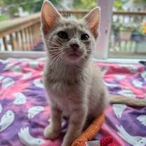 Thumbnail photo of Orange Creamsicle #1