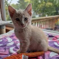 Thumbnail photo of Orange Creamsicle #2