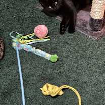 Thumbnail photo of Zelda #1