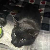 Thumbnail photo of Iggy #2