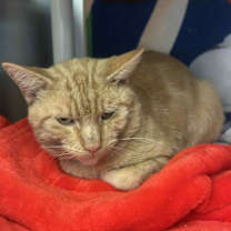 Thumbnail photo of Pompeii #2