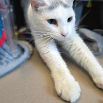 Thumbnail photo of Sun (Bonded with Star) #2