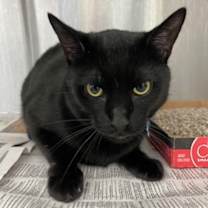 Thumbnail photo of Binx #3