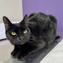 Thumbnail photo of Miss Evey #2