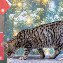 Thumbnail photo of Rene #2