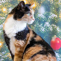 Thumbnail photo of Sabrina Spellman #2