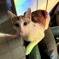 Thumbnail photo of Gus Gus #1