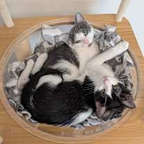 Thumbnail photo of Dizzy #4