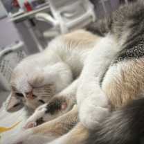 Thumbnail photo of Haru #4