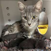 Thumbnail photo of Juniper #2