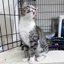 Thumbnail photo of Asia (FCID#10/28/2025 - 156 Willow Grove, PA) C #3