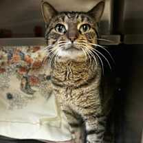 Thumbnail photo of Chilly #1