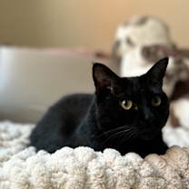 Thumbnail photo of Raj #2